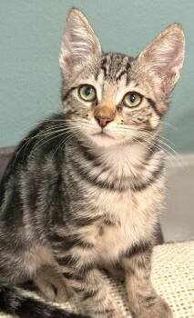 Fate -  Domestic Short Hair Cat for Adoption in Oviedo, Florida - Fate | PetCurious