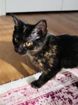 Tortoiseshell and Domestic Short Hair Cats Available for Adoption in Georgetown, Kentucky - Hot Pot | PetCurious