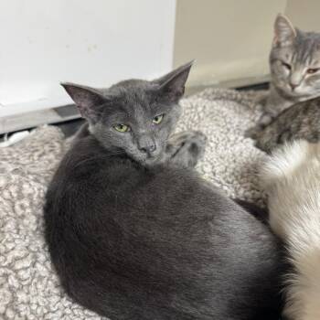Spur -  Domestic Short Hair Cat for Adoption in Blue Ridge, Georgia - Spur | PetCurious