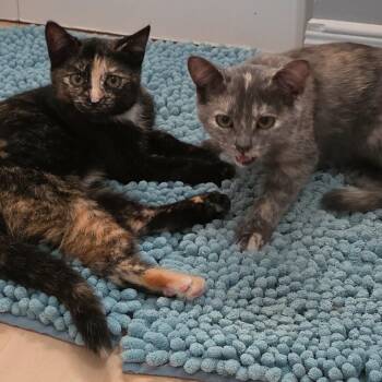 Gloria and Licky (f) 5mths torties -  Tortoiseshell and Dilute Tortoiseshell Cat for Adoption in Ottawa, Ontario - Gloria And Licky (f) 5mths Torties | PetCurious