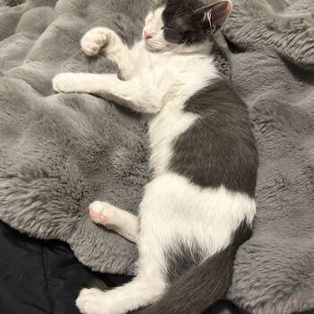 Paco -  Domestic Short Hair Cat for Adoption in Potomac, Maryland - Paco | PetCurious