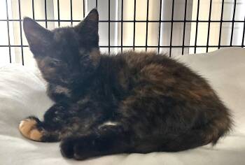 Seraphina -  Domestic Short Hair Cat Available for Adoption in Albemarle, North Carolina - Seraphina | PetCurious