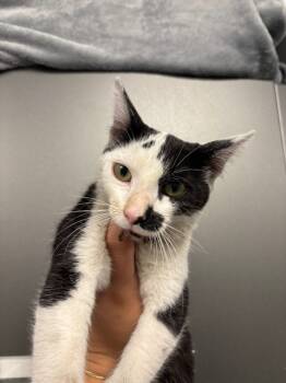 Rescue Domestic Short Hair Cats for Adoption in Ontario, California - MOOMOO | PetCurious