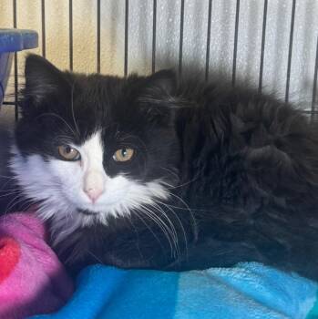 Layla -  Domestic Long Hair Cat for Adoption in Saginaw, Michigan - Layla | PetCurious