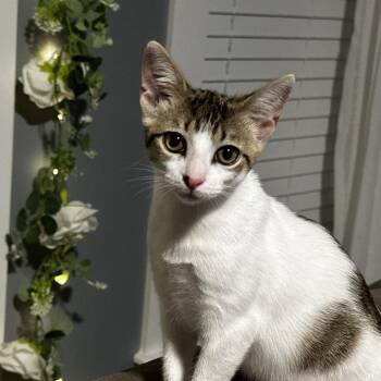 Avery -  Domestic Short Hair Cat for Adoption in Gainesville, Florida - Avery | PetCurious