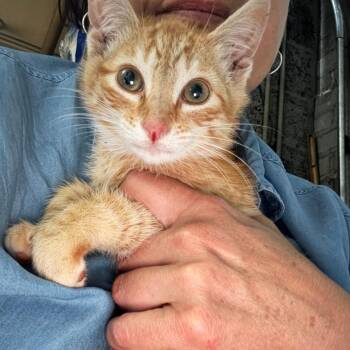 James Alexander Malcolm MacKenzie Fraser -  Domestic Short Hair Cat Available for Adoption in New York, New York - James Alexander Malcolm MacKenzie Fraser | PetCurious