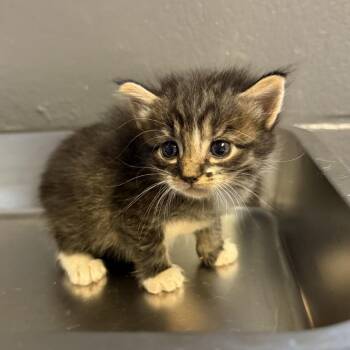 TUSC-Stray-85648_2_3 -  Domestic Short Hair Cat for Adoption in Tuscaloosa, Alabama - TUSC-Stray-85648_2_3 | PetCurious