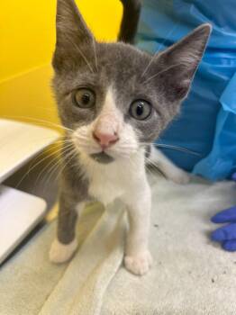 Cooper -  Domestic Short Hair Cat for Adoption in Raleigh, North Carolina - Cooper | PetCurious