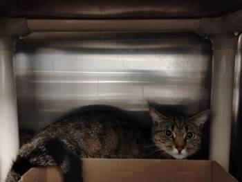 Sybil -  Domestic Short Hair Cat for Adoption in Fallston, Maryland - Sybil | PetCurious