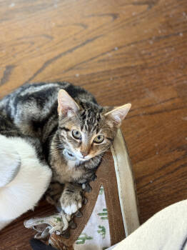 Rescue Domestic Short Hair Cats for Adoption in Bossier City, Louisiana - Spud | PetCurious