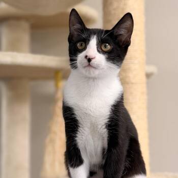 Bing -  Domestic Short Hair Cat for Adoption in Gainesville, Florida - Bing | PetCurious
