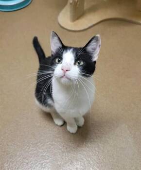 LACEY -  Domestic Short Hair Cat for Adoption in St. Peters, Missouri - LACEY | PetCurious