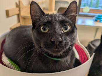 Rescue Domestic Short Hair Cats for Adoption in Bellingham, Washington - Kabocha | PetCurious
