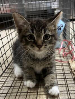 Boots -  Domestic Short Hair Cat for Adoption in Cincinnati, Ohio - Boots | PetCurious