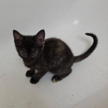 Georgie Girl -  Domestic Medium Hair Cat for Adoption in San Antonio, Texas - Georgie Girl | PetCurious