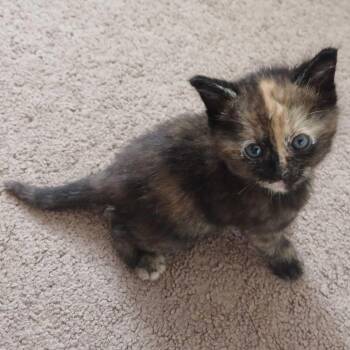 Jam -  Domestic Medium Hair Cat for Adoption in Riverside, California - Jam | PetCurious