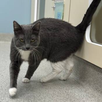 Rescue Domestic Short Hair Cats for Adoption in Naperville, Illinois - Pigeon | PetCurious