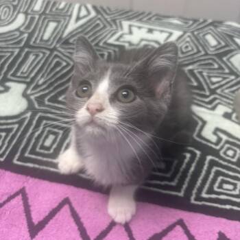Sourdough -  Domestic Short Hair Cat for Adoption in Riverside, California - Sourdough | PetCurious