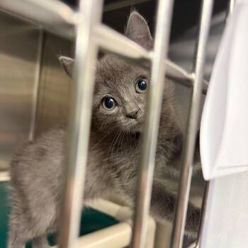Hedwig -  Domestic Short Hair Cat for Adoption in Mentor, Ohio - Hedwig | PetCurious