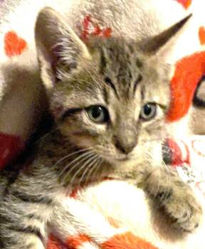 Jagger -  Domestic Short Hair Cat for Adoption in Great Neck, New York - Jagger | PetCurious