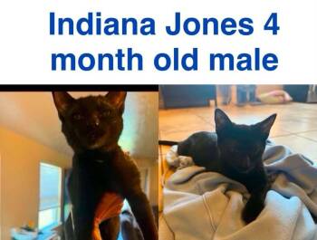Indiana Jones -  Domestic Short Hair Cat for Adoption in Mustang, Oklahoma - Indiana Jones | PetCurious
