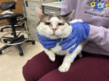 Domestic Short Hair Cats Available for Adoption in San Jose, California - MISTER | PetCurious