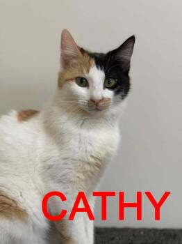 Calico Cats Available for Adoption in Burnaby, British Columbia - Cathy | PetCurious