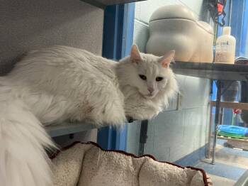 Angus -  Domestic Long Hair Cat for Adoption in Berryville, Virginia - Angus | PetCurious