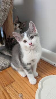 Bean -  Domestic Short Hair Cat for Adoption in Wheaton, Illinois - Bean | PetCurious