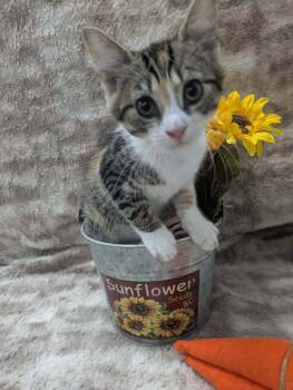 Kyle -  Domestic Short Hair Cat for Adoption in Raleigh, North Carolina - Kyle | PetCurious