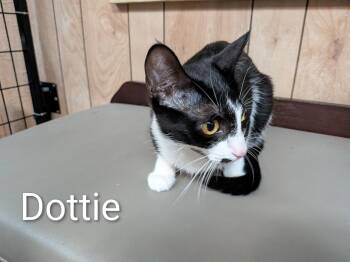 Dot 2.26.26 -  Domestic Short Hair Cat for Adoption in Apopka, Florida - Dot 2.26.26 | PetCurious