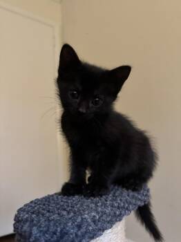 Europa -  Domestic Short Hair Cat for Adoption in Stockbridge, Georgia - Europa | PetCurious