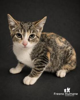 Peony -  Domestic Short Hair Cat for Adoption in Fresno, California - Peony | PetCurious
