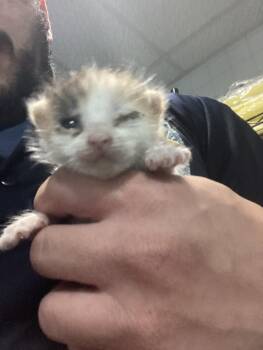 JAMIE -  Domestic Short Hair Cat for Adoption in Dallas, Texas - JAMIE | PetCurious