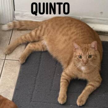 Quinto C12199 -  Domestic Short Hair Cat for Adoption - Quinto C12199 | PetCurious