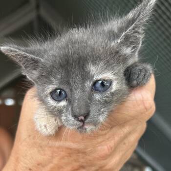 Domestic Short Hair Cats Available for Adoption in Boerne, Texas - Leisl | PetCurious
