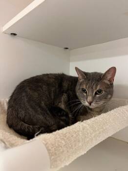 Domestic Short Hair Cats Available for Adoption in Greenville, Texas - Cat Condo #8 Jasper | PetCurious