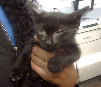 Rescue Domestic Short Hair Cats for Adoption in Dallas, Texas - ECHO | PetCurious