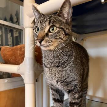 Long John Silver -  Domestic Short Hair Cat for Adoption in Salisbury, Massachusetts - Long John Silver | PetCurious