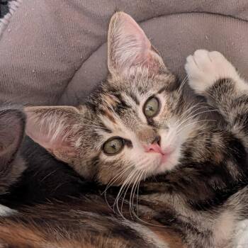 Clarke -  Domestic Short Hair Cat for Adoption in Hawthorne, California - Clarke | PetCurious