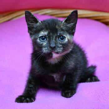 Isla -  Domestic Short Hair Cat for Adoption in Beaumont, Texas - Isla | PetCurious