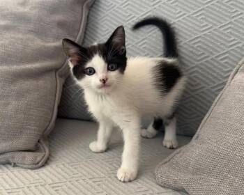 BANDIT -  Domestic Short Hair Cat for Adoption in Tustin, California - BANDIT | PetCurious