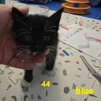 Matt -  Domestic Short Hair Cat for Adoption in Los Angeles, California - Matt | PetCurious