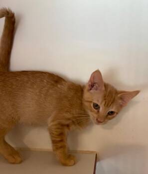 Harley -  Domestic Short Hair Cat for Adoption in Cumming, Georgia - Harley | PetCurious