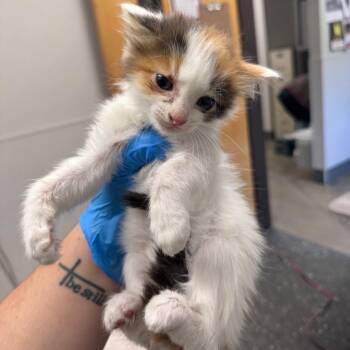 Kenzie -  Domestic Medium Hair Cat for Adoption in Columbiana, Alabama - Kenzie | PetCurious