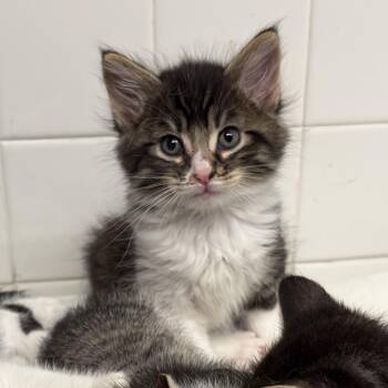 Domestic Long Hair Cats Available for Adoption in Santa Ana, California - Guacamole | PetCurious