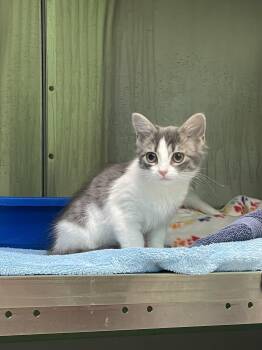 Lilac -  American Shorthair Cat for Adoption in Greenbelt, Maryland - Lilac | PetCurious