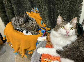 Rescue Domestic Short Hair Cats for Adoption in London, Ontario - Mills And Phillip | PetCurious