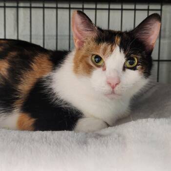 Domestic Short Hair Cats Available for Adoption in Columbus, North Carolina - Flower | PetCurious