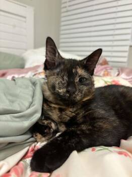 Willow -  Domestic Short Hair Cat for Adoption in Mishawaka, Indiana - Willow | PetCurious